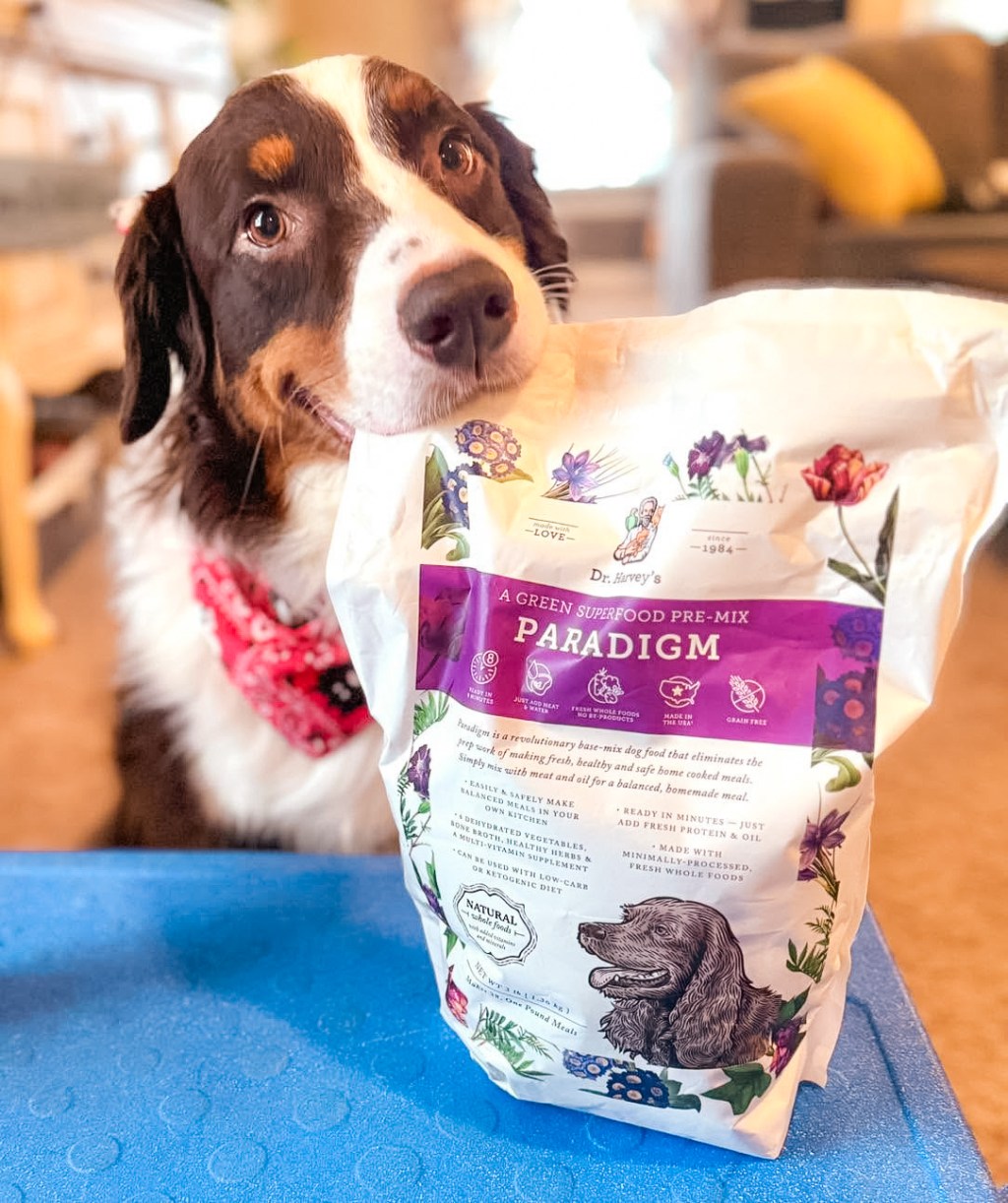 What I Feed Forrest — and Why 🐶