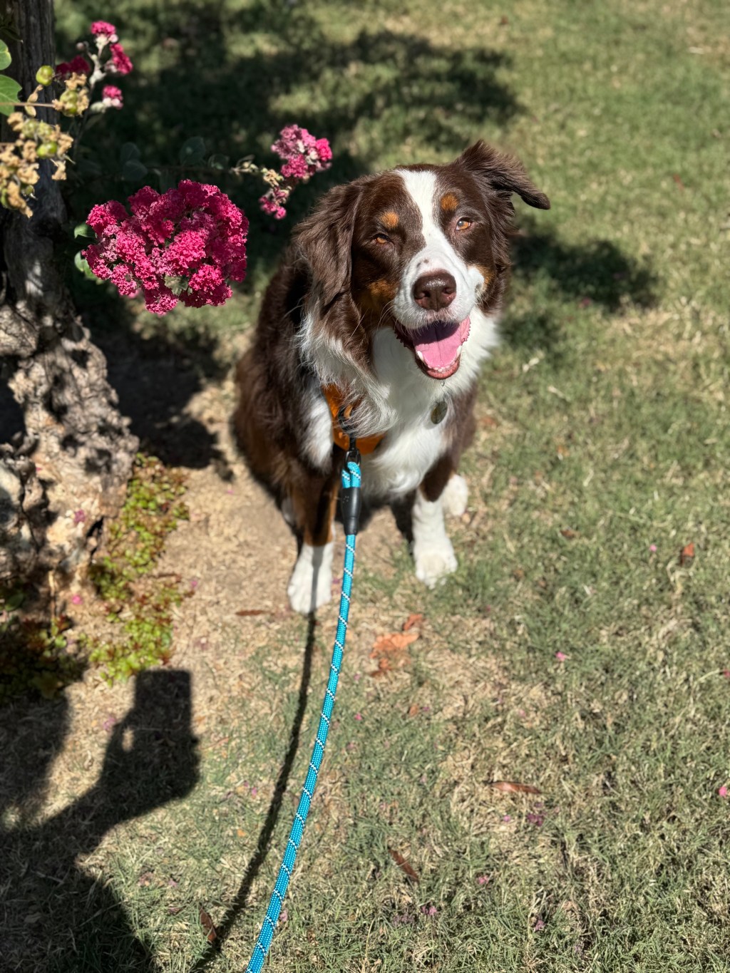 Why Every Fursday Should Be a Celebration of Our Dogs&nbsp;🐕