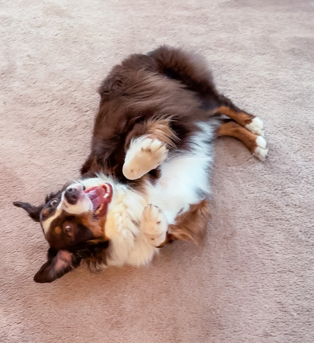 Little Things My Dog Does That Make My Whole Day ☺️