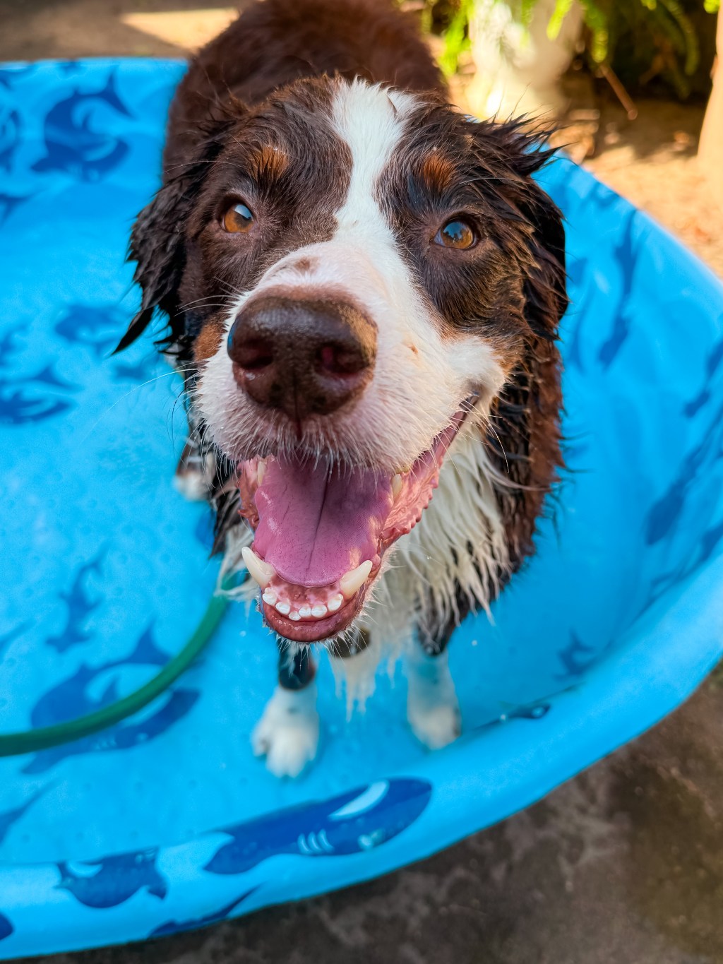 33 Days Seizure Free + Berry Good Pupcicles for Summer&nbsp;🍓🫐